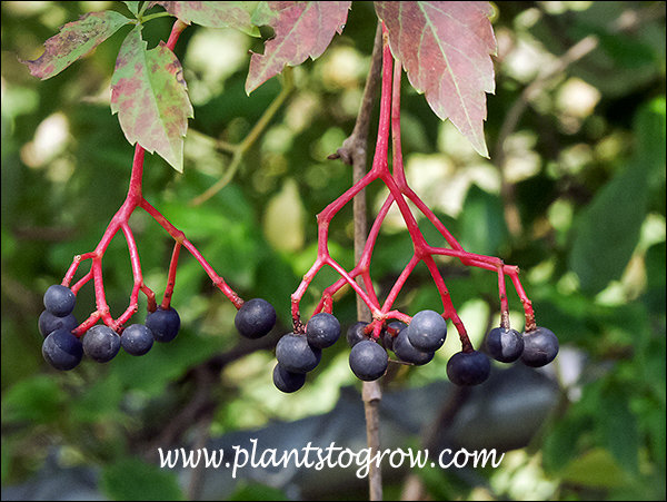 Virginia Creeper( Parthenocissus vitacea)
The fruit is dark purple drupes.